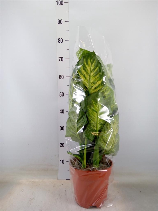 <h4>Dieffenbachia seg. 'Maroba'</h4>