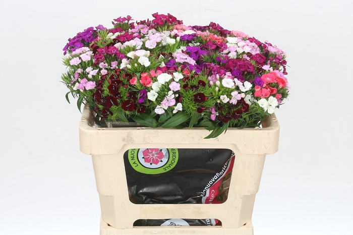 <h4>Dianthus Br Mix Rainbow</h4>