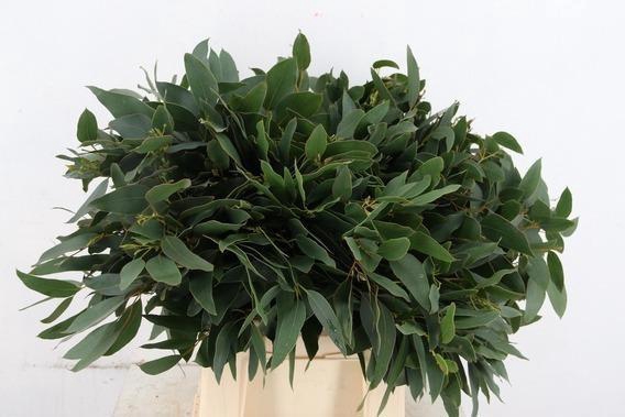 <h4>EUCA CINEREA</h4>