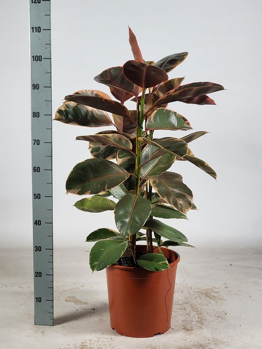 <h4>FIC EL BELIZE</h4>