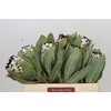 Protea Barbigera Snow Leopard Air