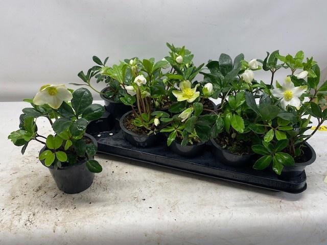 <h4>HELL NI HAPPY DAY</h4>