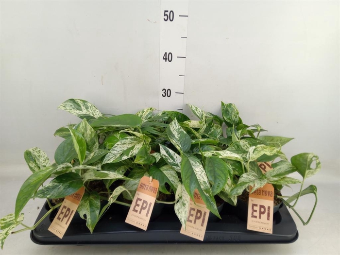 <h4>Philodendron   ...</h4>