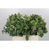 Pittosporum Ilan