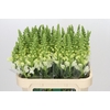 Antirrhinum Potomac Ivory White