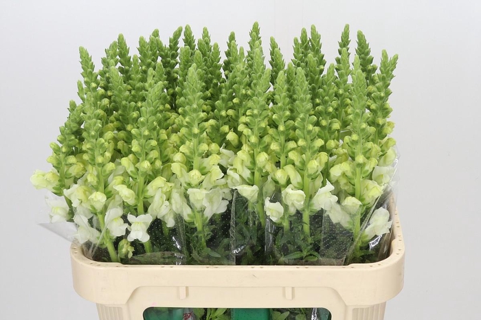 <h4>Antirrhinum Potomac Ivory White</h4>