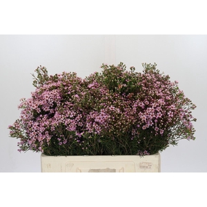 Chamelaucium Jupiter Solar