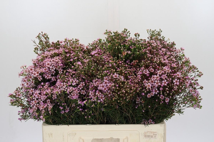 <h4>Chamelaucium Jupiter Solar</h4>