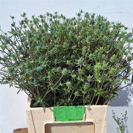 <h4>Eryn Pl Blue Glitt 75cm</h4>