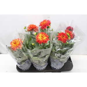 DAHLIA XXL P15