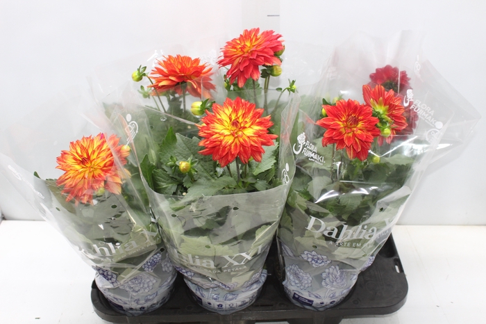 <h4>DAHLIA XXL P15</h4>