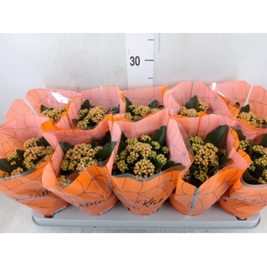 Kalanchoe blos. 'Perfecta Orange'