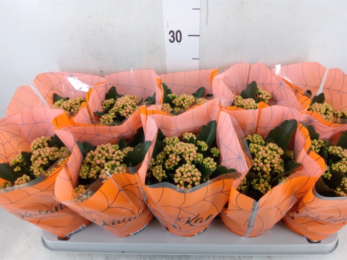 <h4>Kalanchoe blos. 'Perfecta Orange'</h4>