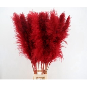 DF Pampas 130cm Red