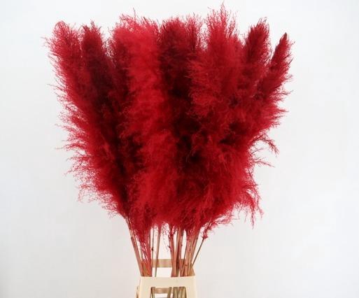 <h4>DF Pampas 130cm Red</h4>