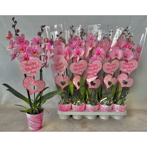 2 tak roze moederdag