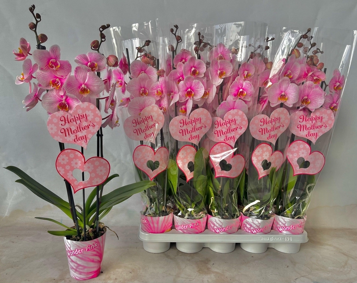 <h4>2 tak roze moederdag</h4>