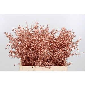Ilex Kl Bh Koper