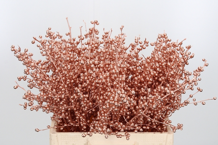 <h4>Ilex Kl Bh Koper</h4>