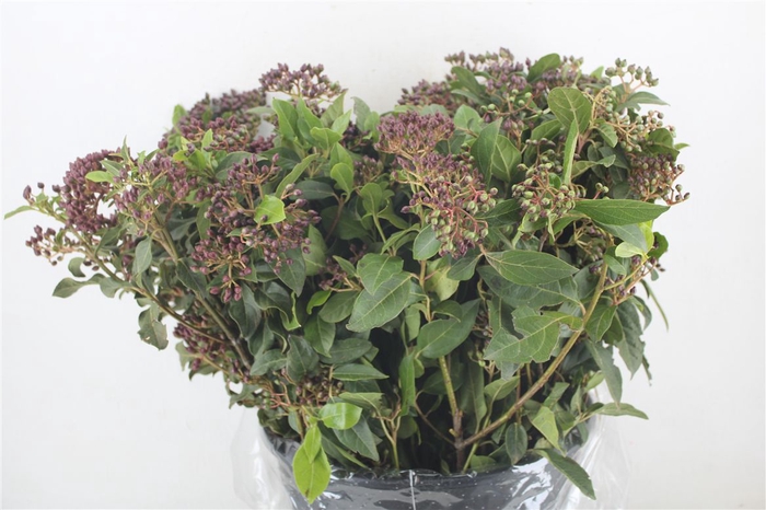 <h4>Vib Berry Red P Bunch</h4>
