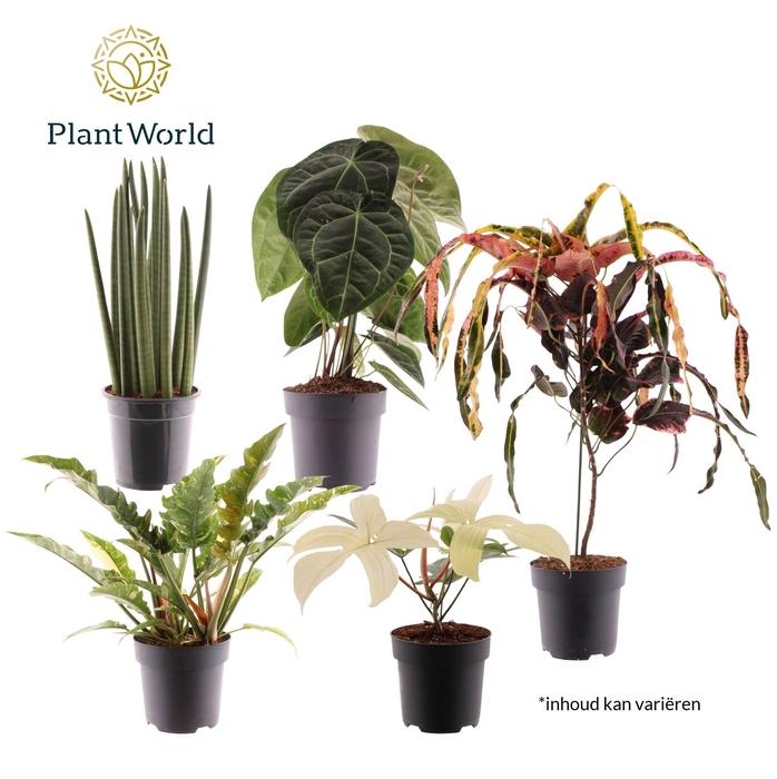 <h4>Ov Kamerplanten Gemengd Luxury</h4>