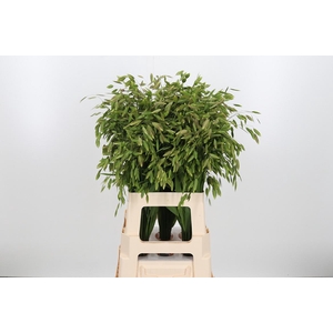 Chasmantium Kl Bh Rood