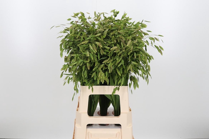 <h4>Chasmantium Kl Bh Rood</h4>