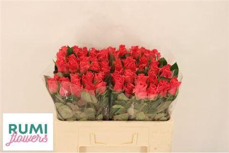 <h4>R Gr Pink Tacazzi+</h4>