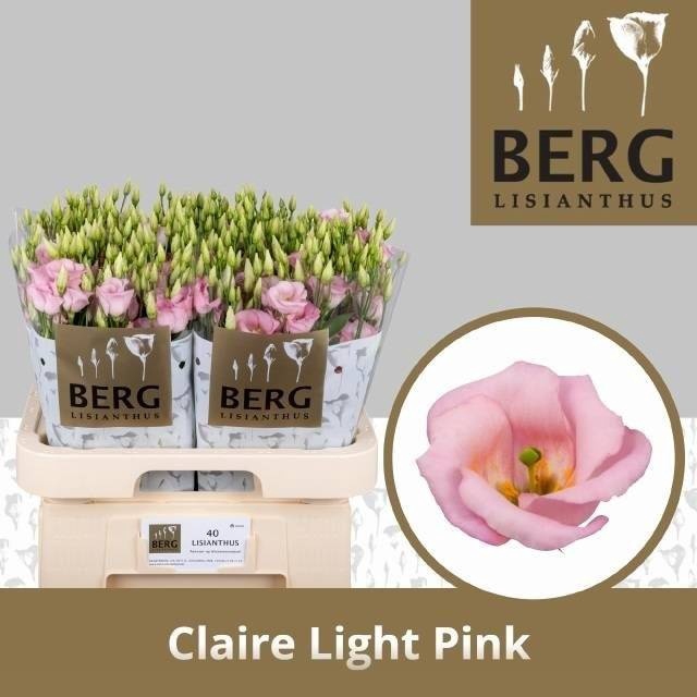 <h4>EUS E CLAIRE L PINK</h4>
