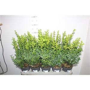 Buxu Sempervirens