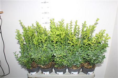Buxu Sempervirens