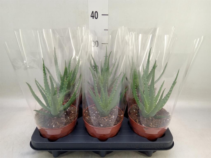 <h4>Aloe arborescens</h4>