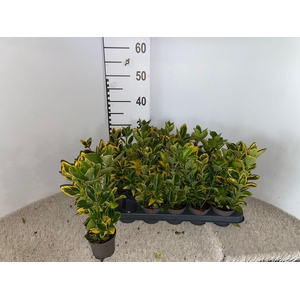 euonymus aurea pot 9