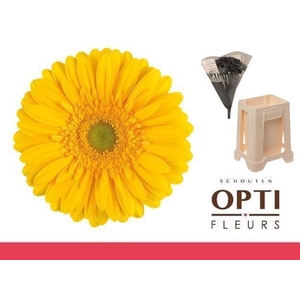 Gerbera Submarine Water