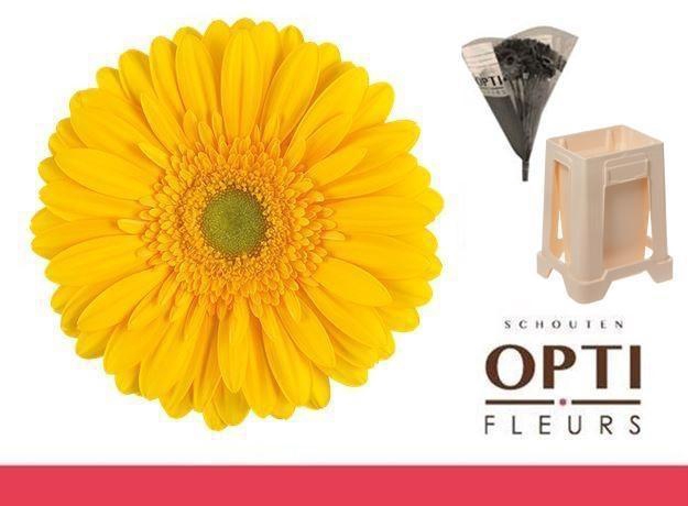 <h4>Gerbera Submarine Water / Hoes</h4>