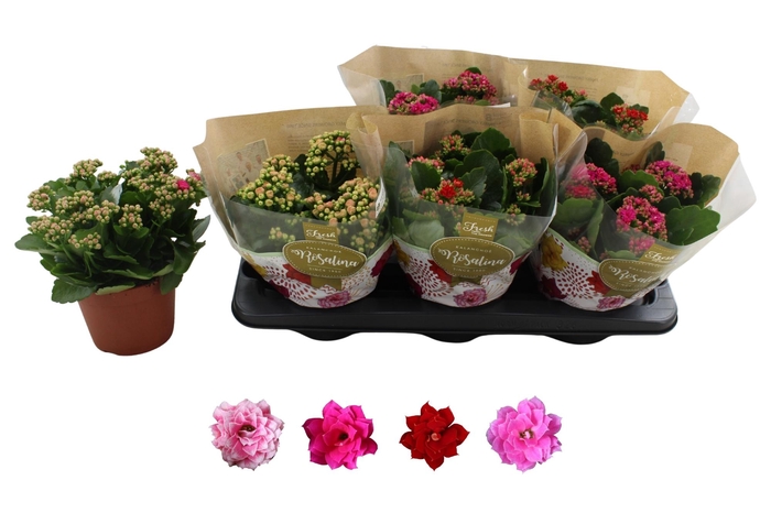 <h4>KAL GE RO GEM 4 KL</h4>