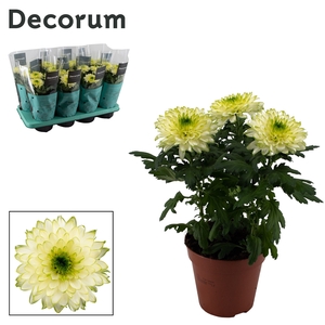 Decorum Chrysanne® Zembla Next Lime