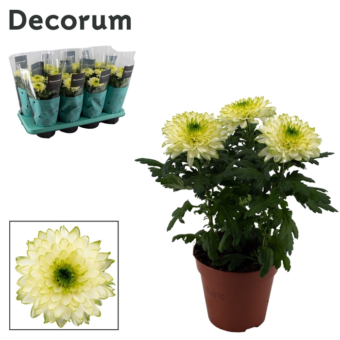 <h4>Decorum Chrysanne® Zembla Next Lime</h4>