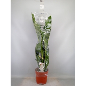 Dieffenbachia seg. 'Caiman'