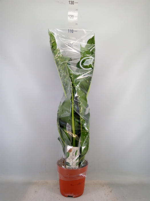 <h4>Dieffenbachia seg. 'Caiman'</h4>