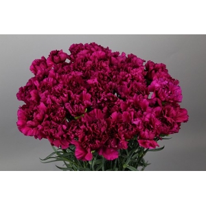 Dianthus St Golem Violet