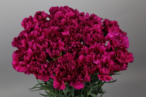 <h4>Dianthus St Golem Violet</h4>