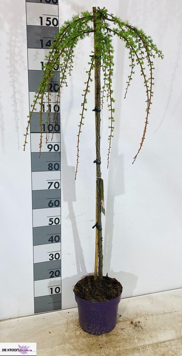 <h4>LARIX KA PENDULA</h4>