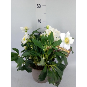 Helleborus niger 'Wintergold'