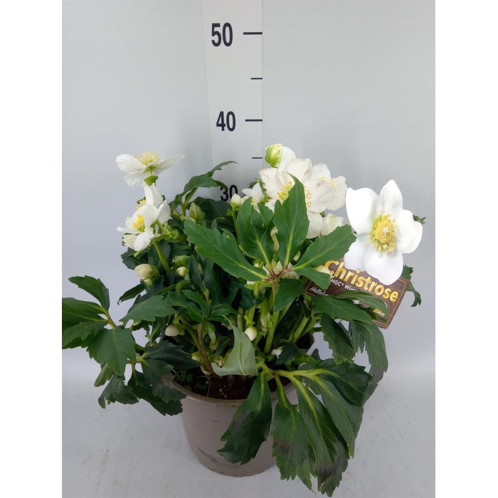 <h4>Helleborus niger 'Wintergold'</h4>