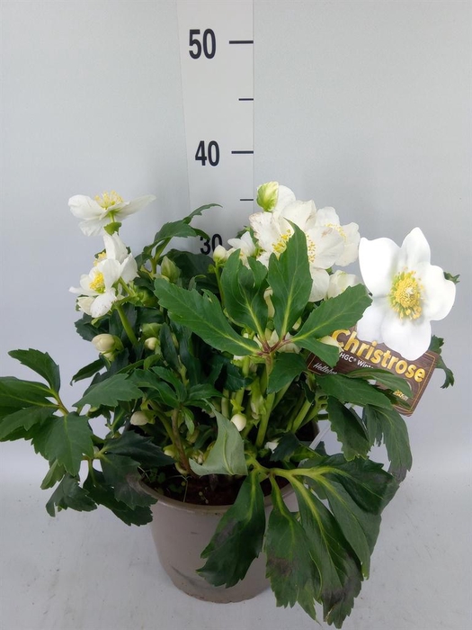 Helleborus niger 'Wintergold'