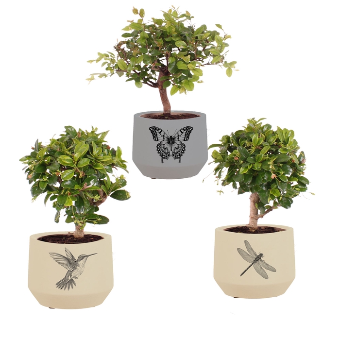 <h4>Bonsai Indoor Gemengd Keramiek</h4>