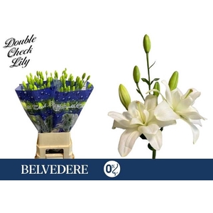 LI LA BELVEDERE
