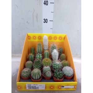 Cactus   ...mix 18