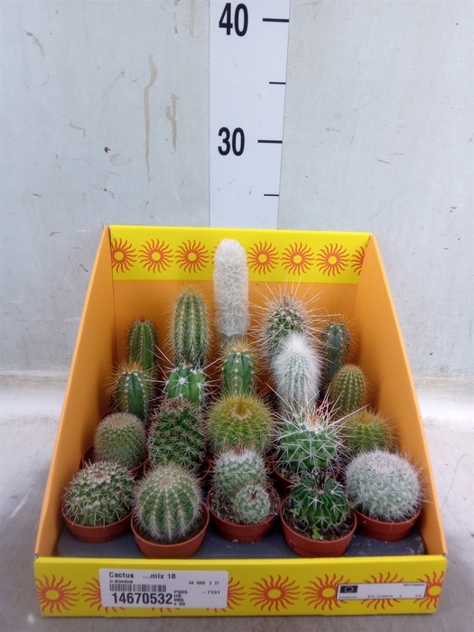 <h4>Cactus   ...mix 18</h4>